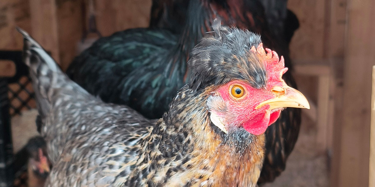 Crested Cream Legbar hen.