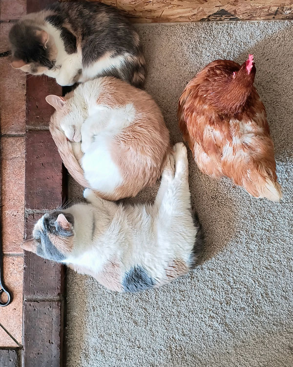 Three cats and a hen lay on a mat together.