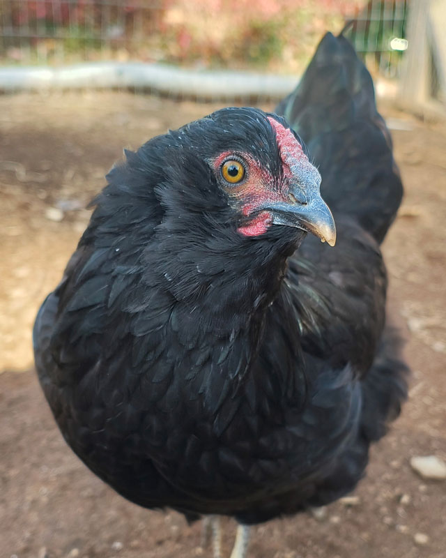 Black hen looking at the camera.