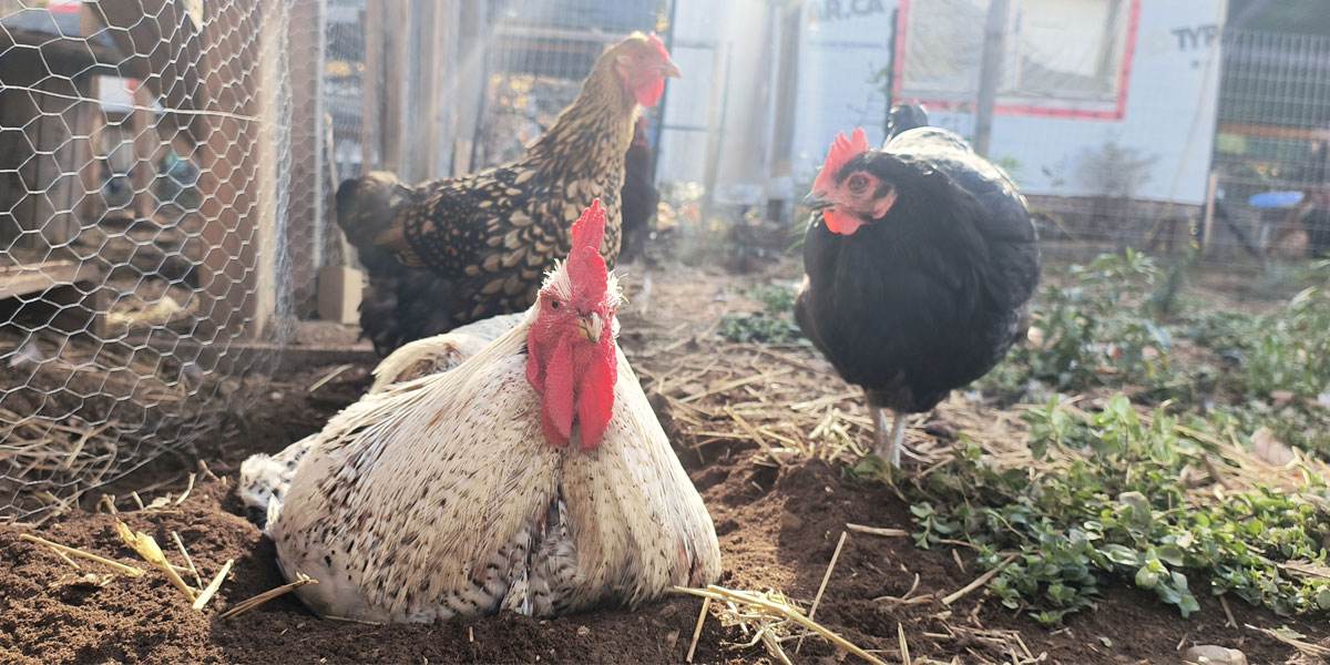 A rooster and two hens sunbathing.