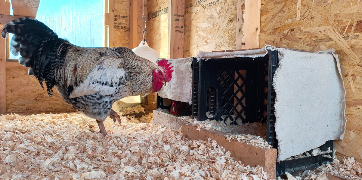 Rooster in coop near nest boxes. Hen in nest box.