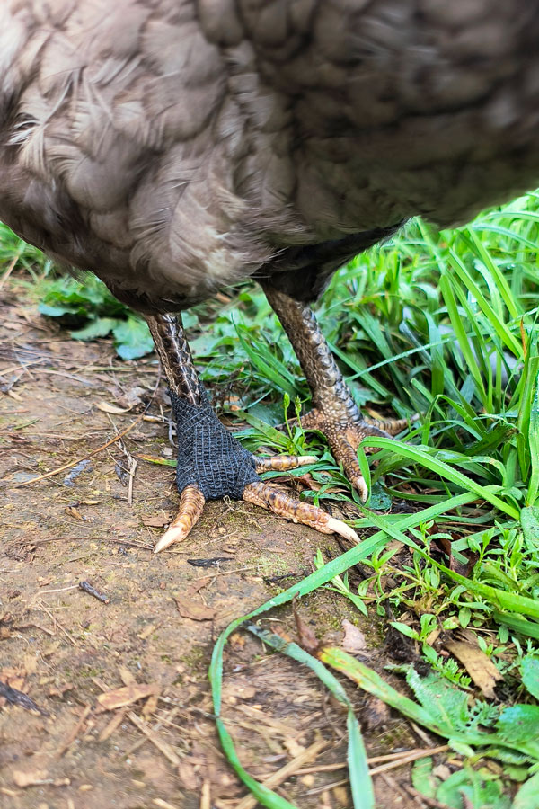 Bandaged chicken foot.