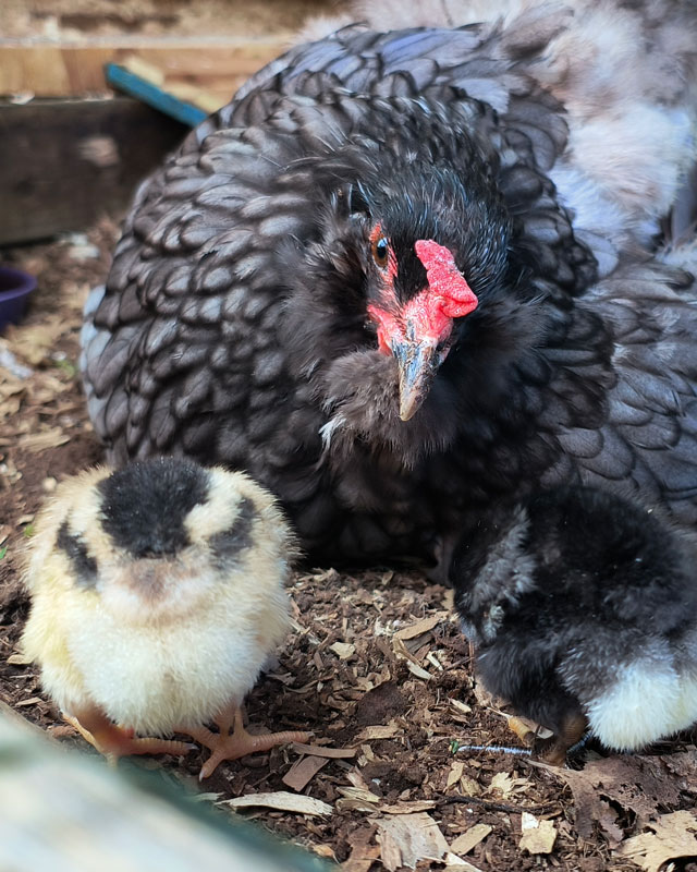 Blue Easter Egger Hen with Two Chicks