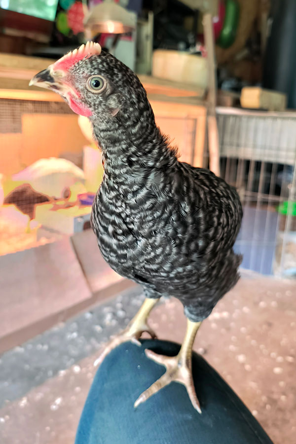 A rooster chick.