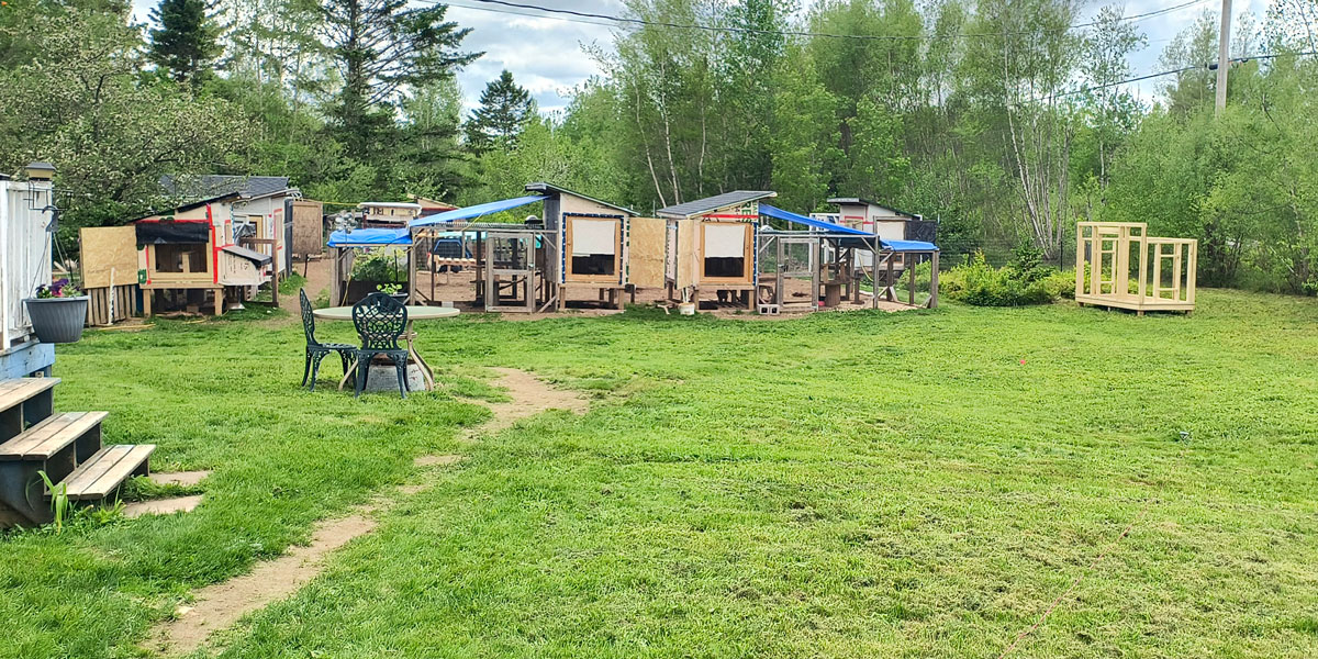 Lots of chicken coops and a green lawn.