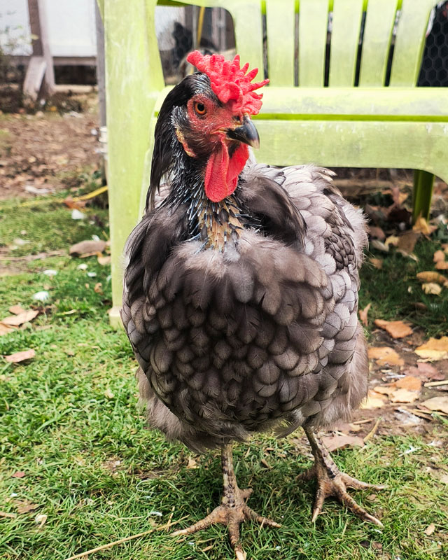 A hen mid-molt with new feathers growing in.