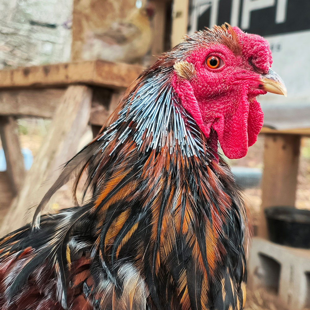 A rooster mid-molt with new feathers growing in.