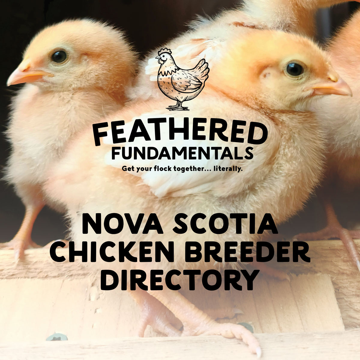 Nova Scotia Chicken Breeder Directory