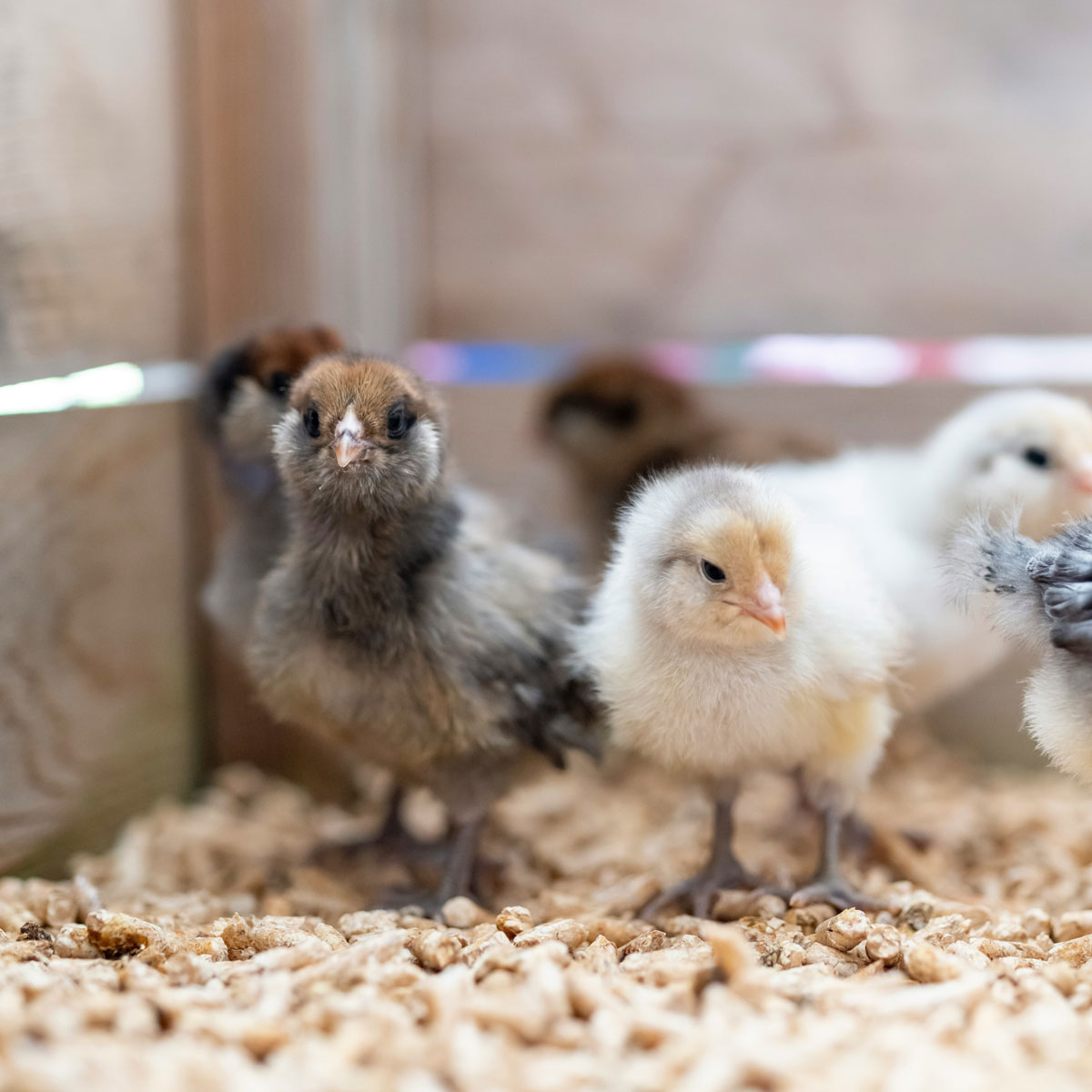 How to Evaluate A Chicken Breeder (Without Overwhelming Them)