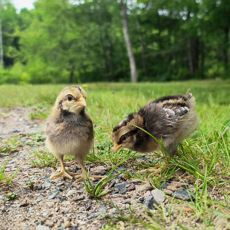 How to Start Raising Chickens in Nova Scotia