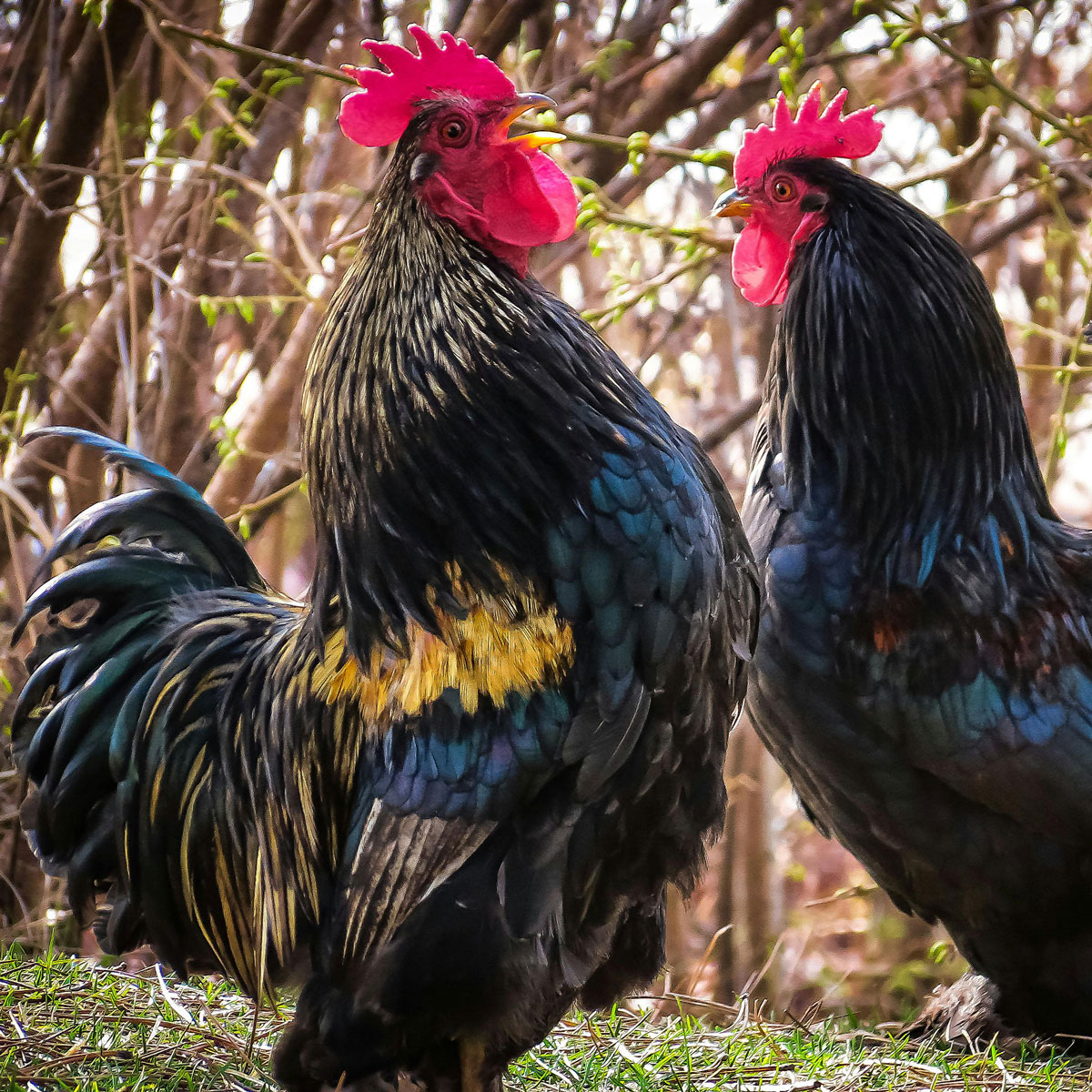 Managing Extra Roosters in Nova Scotia