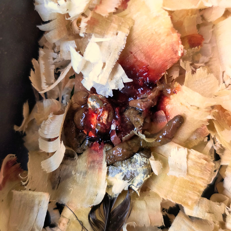 Chicken droppings with blood.