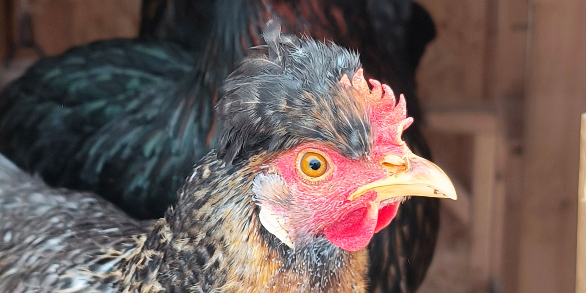 Crested cream Legbar hen