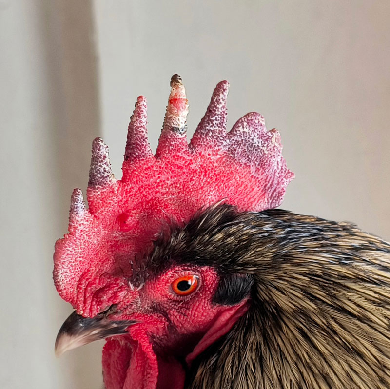 Black rooster with a frostbitten comb.