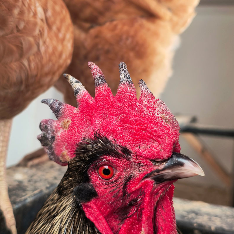 Black rooster with a frostbitten comb.