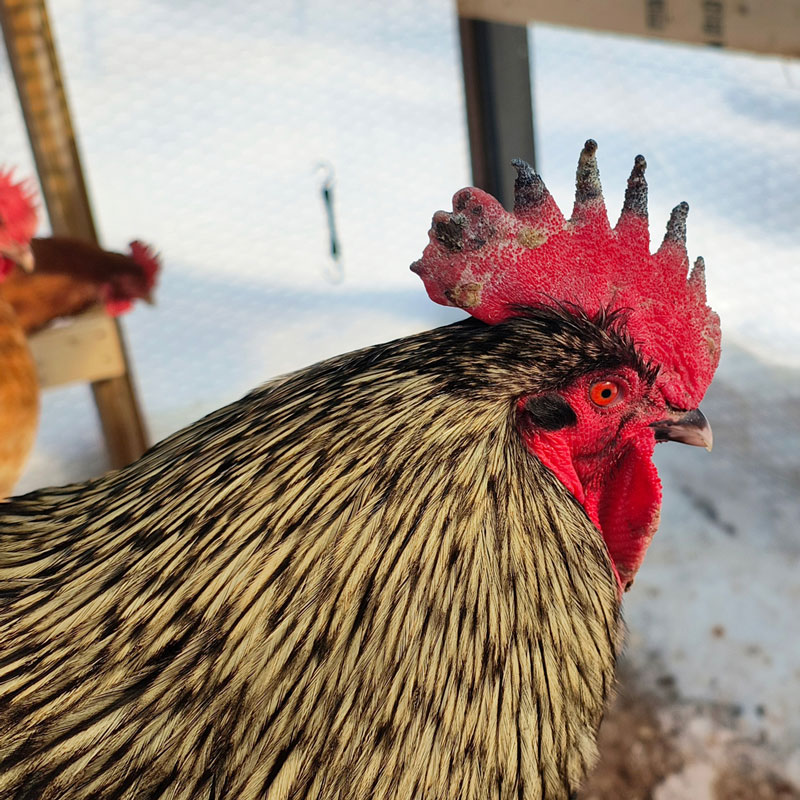 Black rooster with a frostbitten comb.