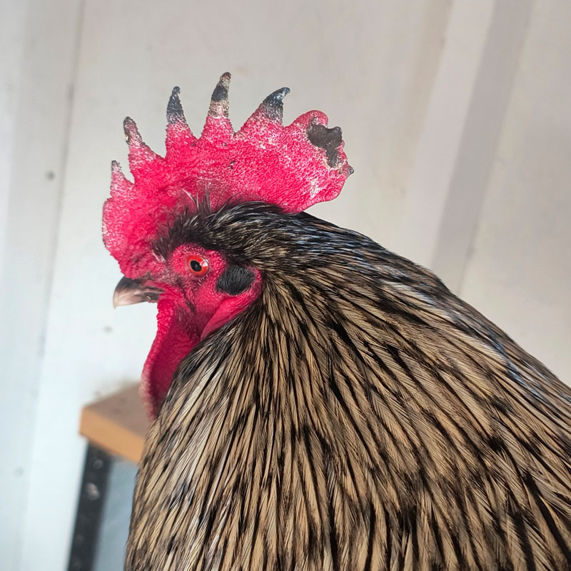 Black rooster with a frostbitten comb.