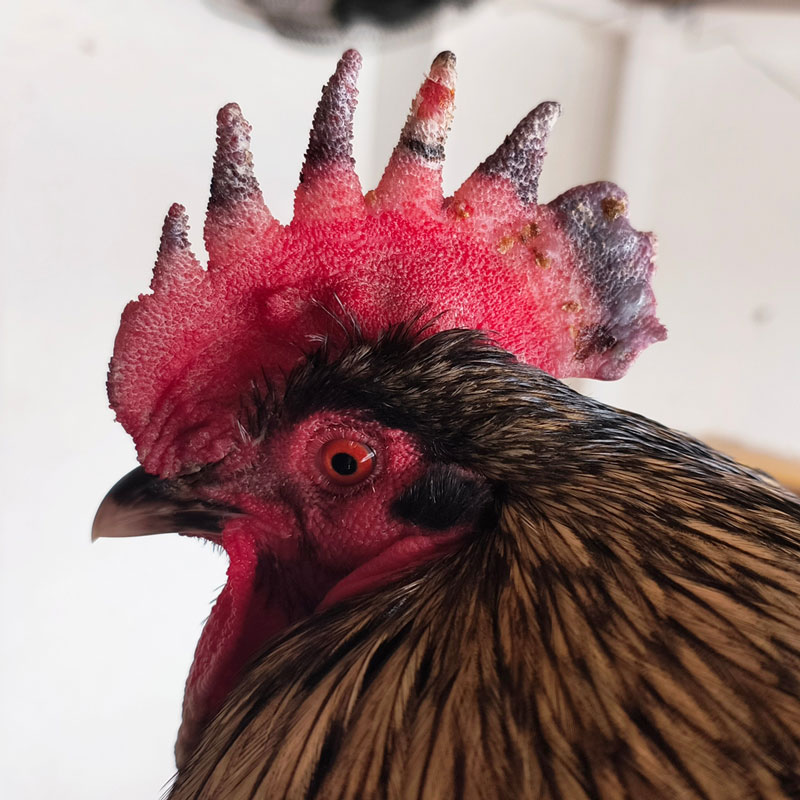 Black rooster with a frostbitten comb.