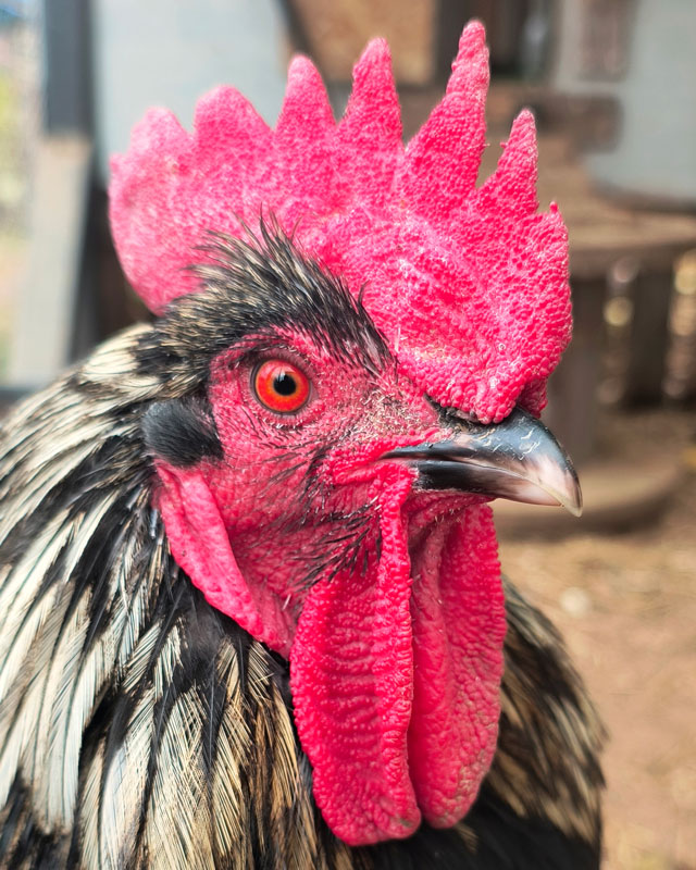 Black rooster.
