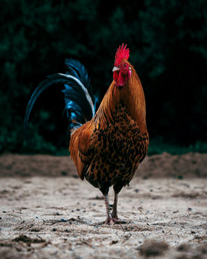 rooster Rooster