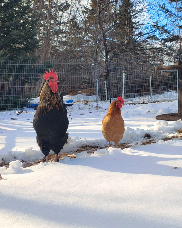 A black rooster and a red hen in the snow.