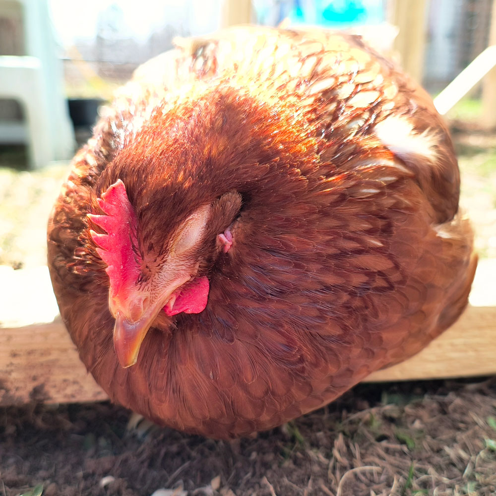 Coccidiosis in Chickens: What Every New Keeper Needs To Know