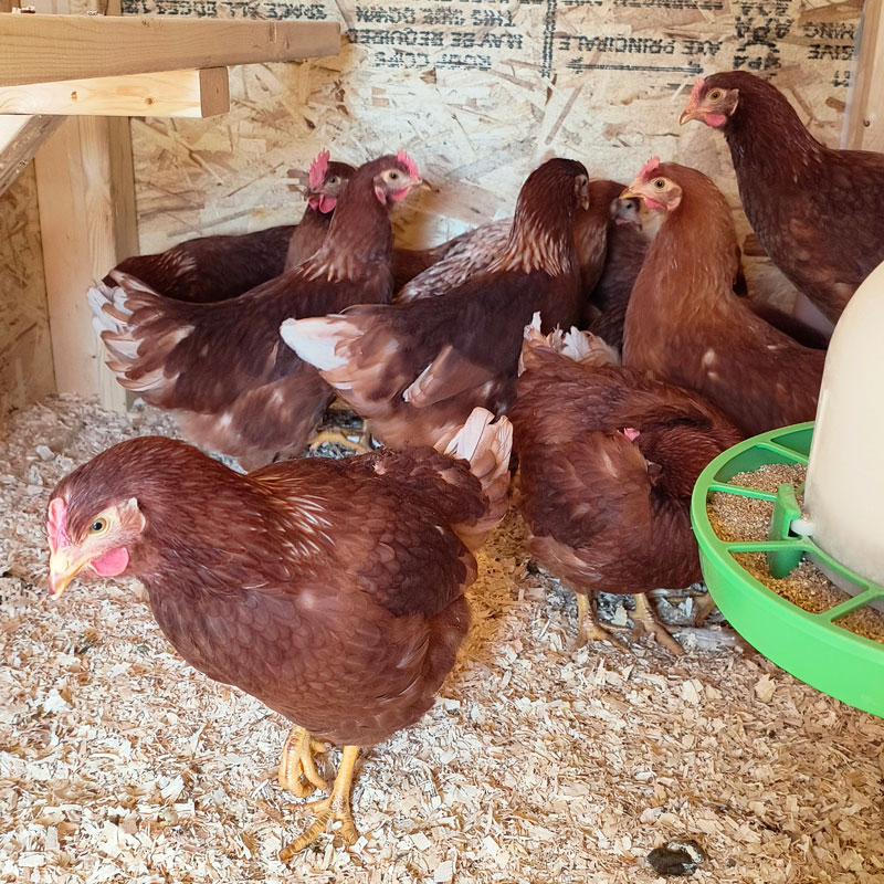 A group of red hens. One is not feeling well.