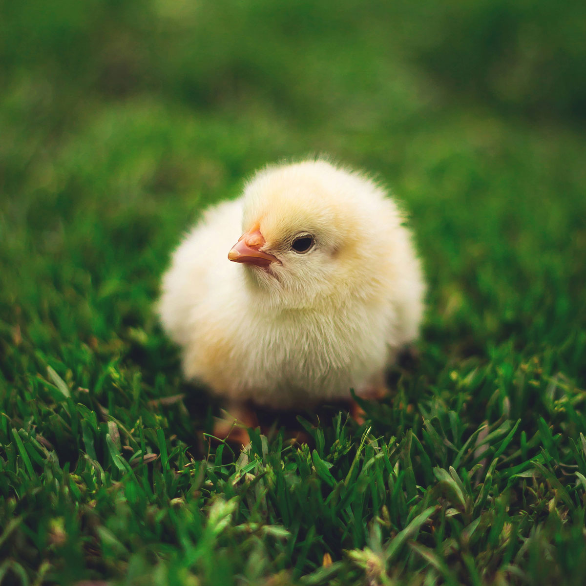 Nova Scotia Chicken Breeder Directory