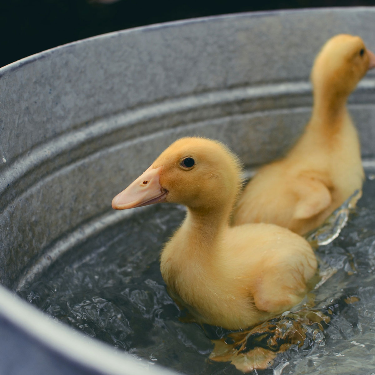 Nova Scotia Waterfowl & Gamebird Breeder Directory