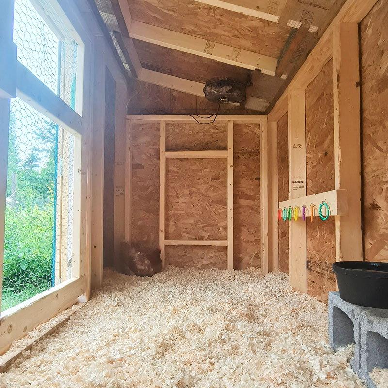 How much space do chickens and geese need?